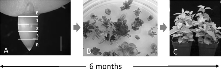 Fig. 1