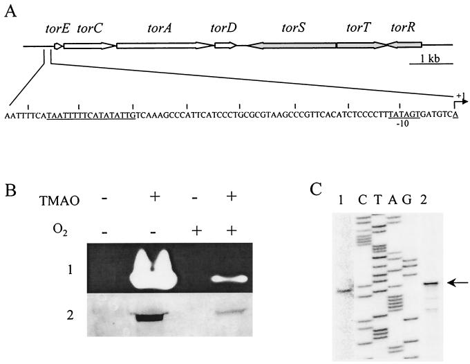 FIG. 1.