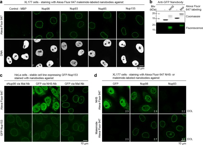 graphic file with name elife-15597-fig1.jpg