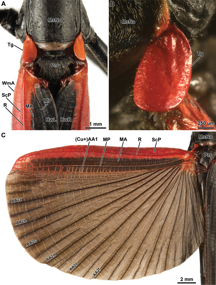 Figure 5.