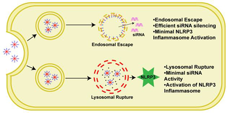 graphic file with name nihms-1017497-f0001.jpg