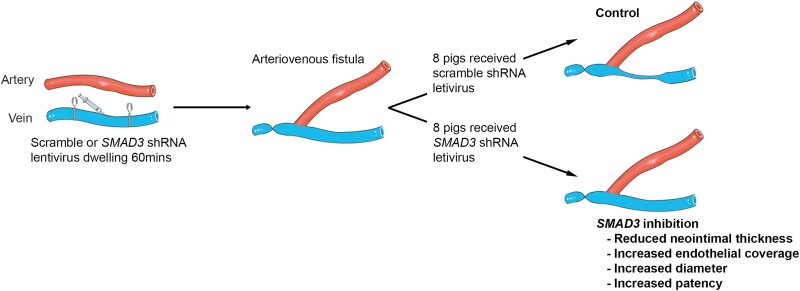 Graphical Abstract