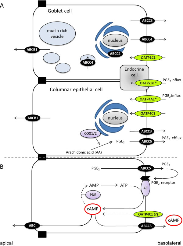 Figure 7 