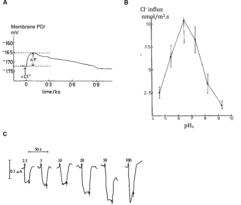 FIGURE 4