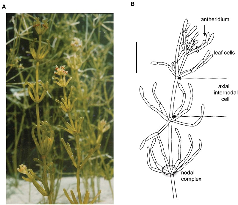 FIGURE 1