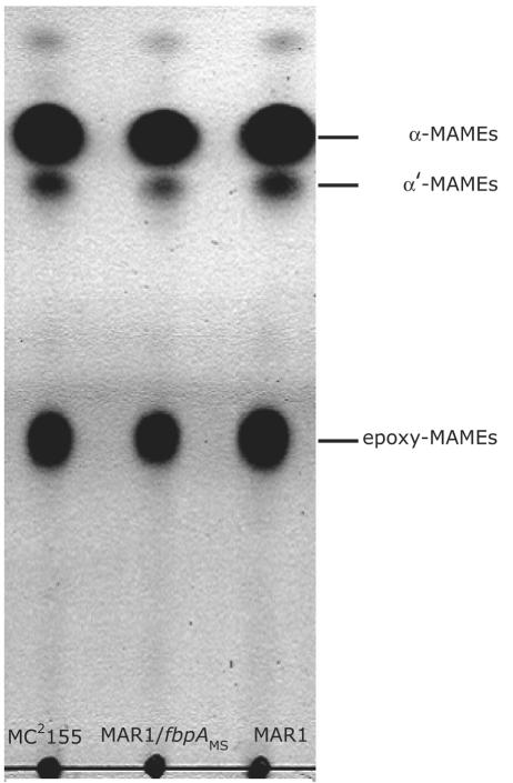 FIG. 5.