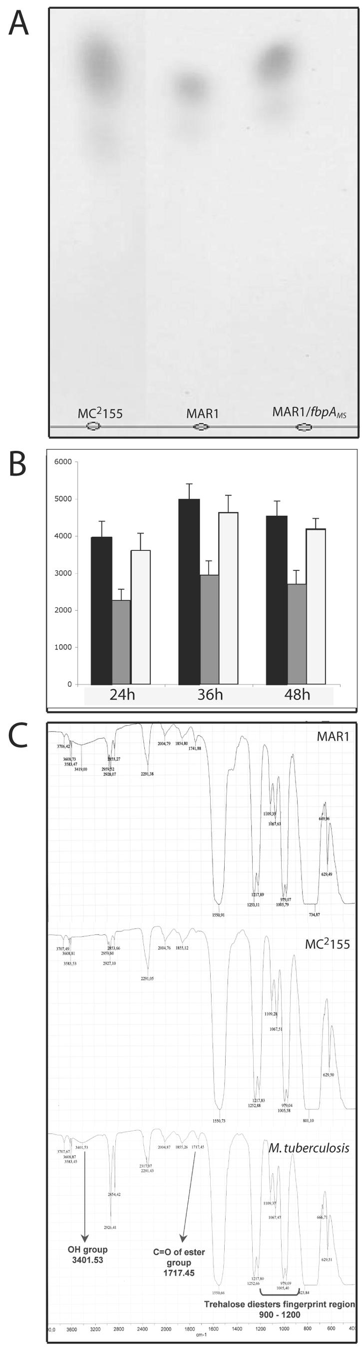 FIG.4.