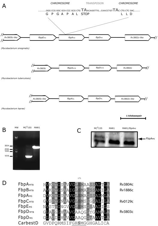 FIG. 2.