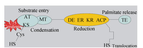 Fig. 6