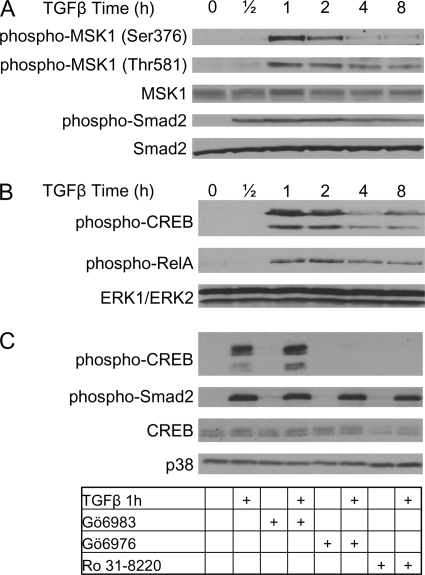 FIGURE 1.