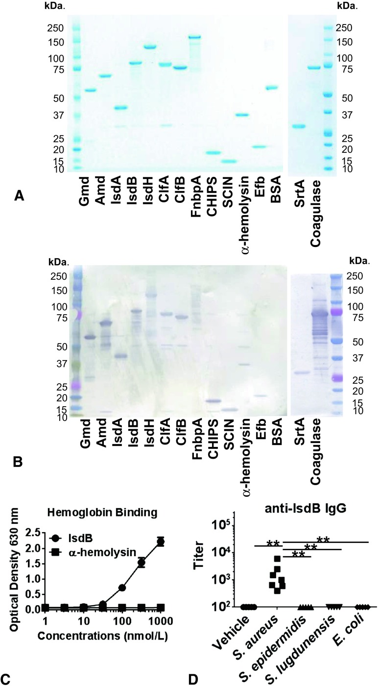 Fig. 1A–D