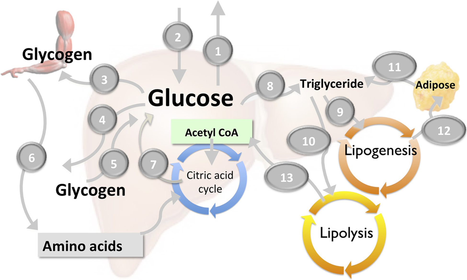 Figure 3: