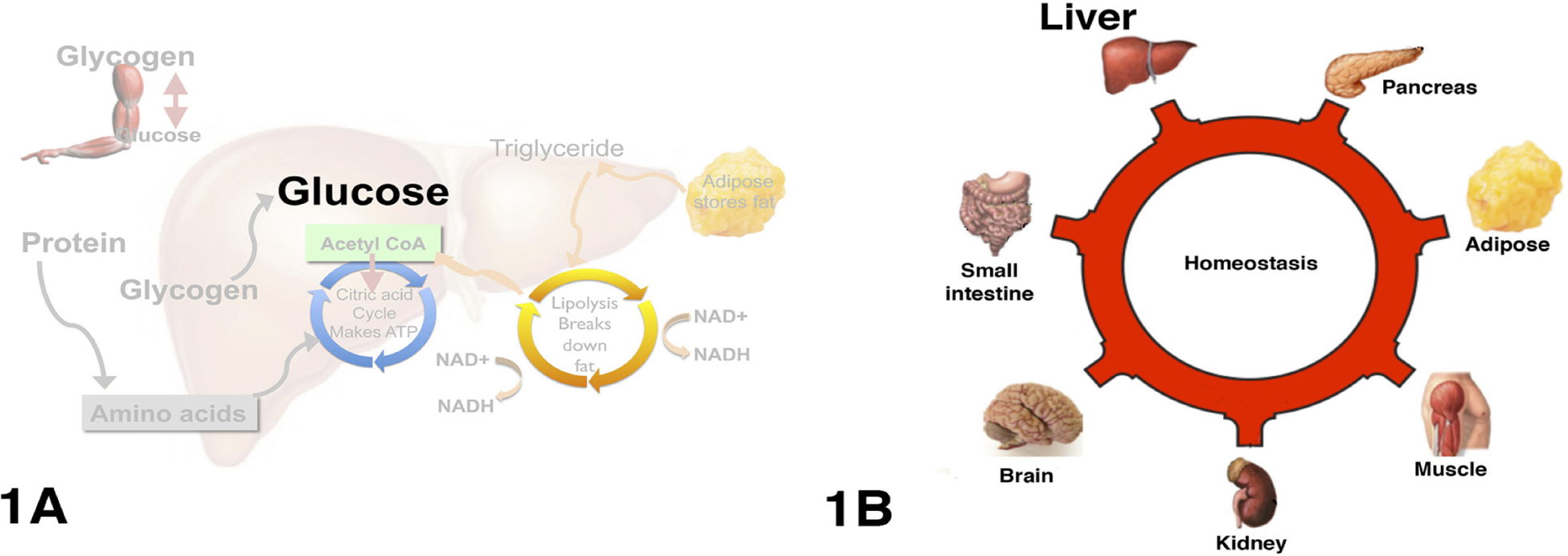Figure 1: