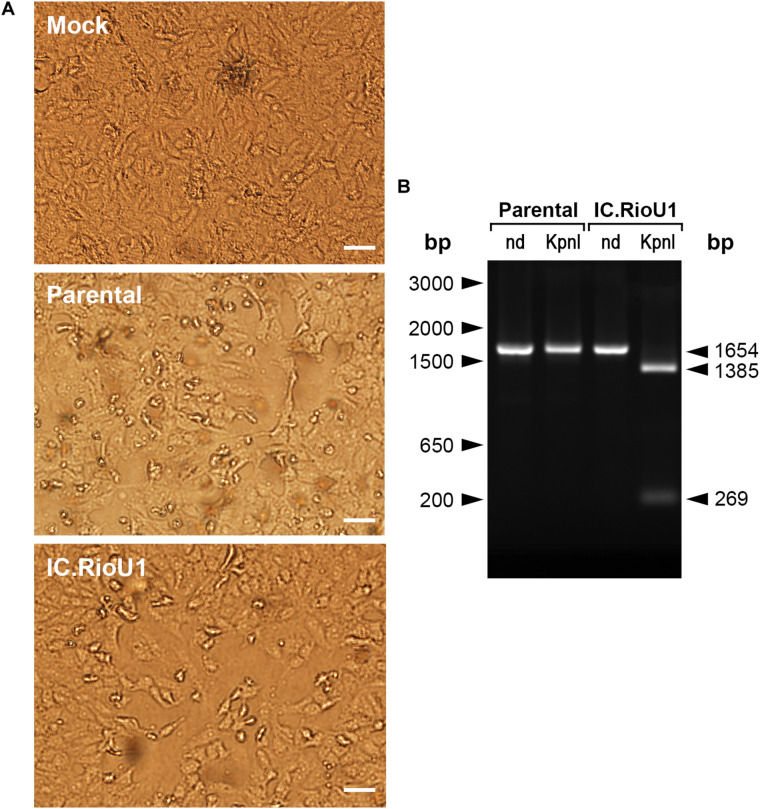 FIGURE 2