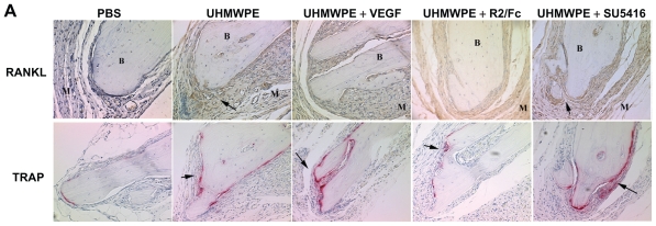 Figure 3A