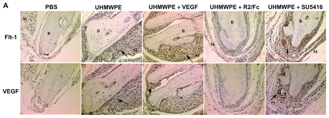 Figure 2A