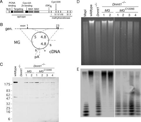 FIG. 1.