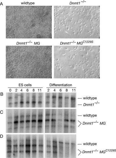 FIG. 2.