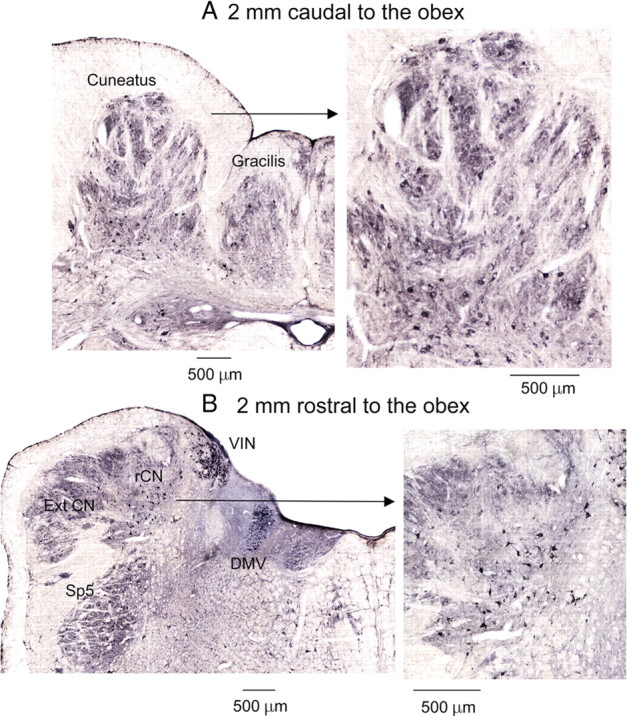 Figure 11.