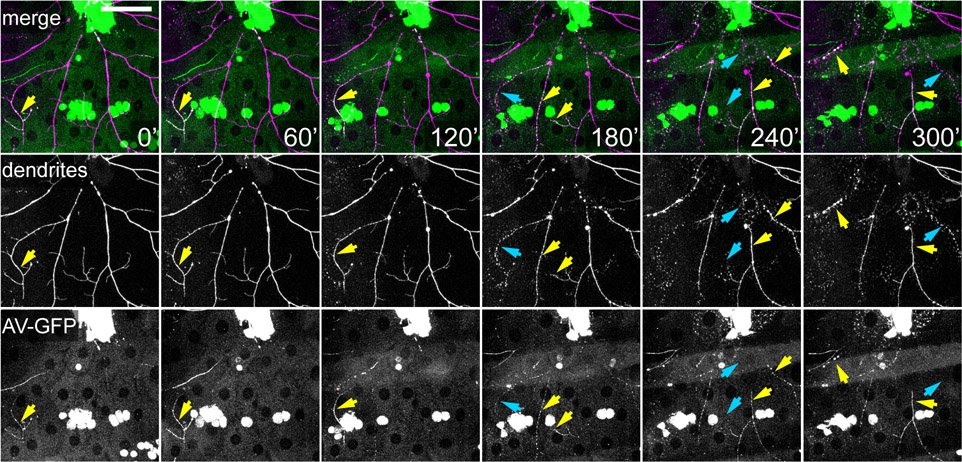 Figure 3: