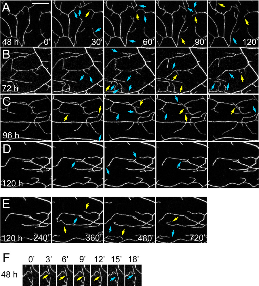 Figure 2: