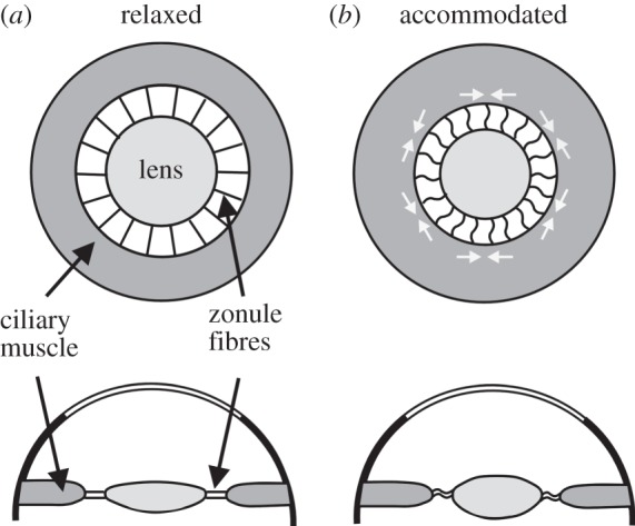 Figure 6.