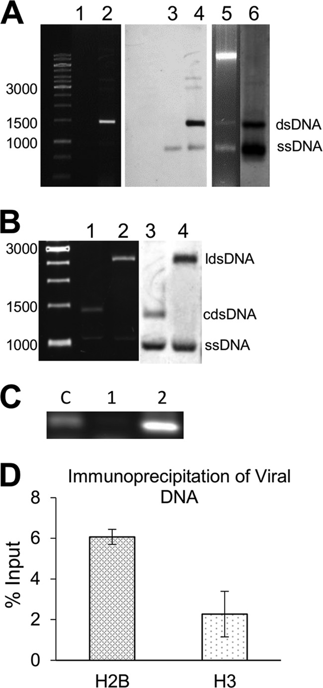 FIG 2