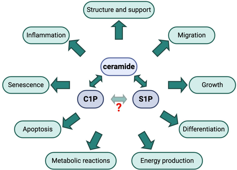 Figure 1: