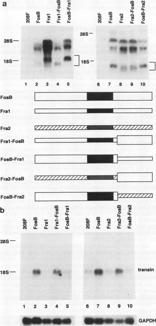 graphic file with name molcellb00024-0247-a.jpg