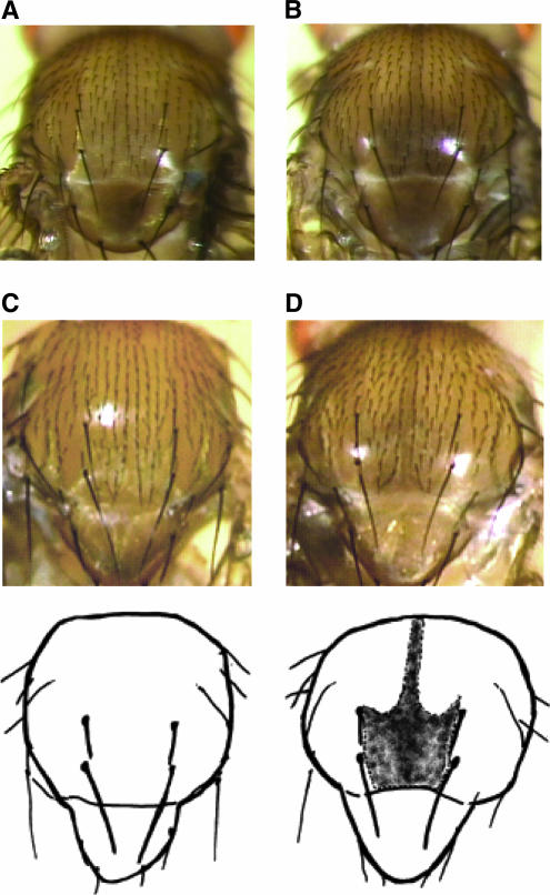 Figure 4.—