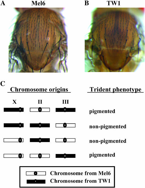 Figure 1.—