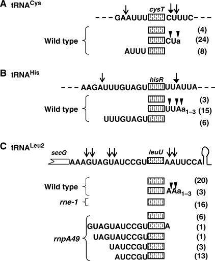 Figure 5.