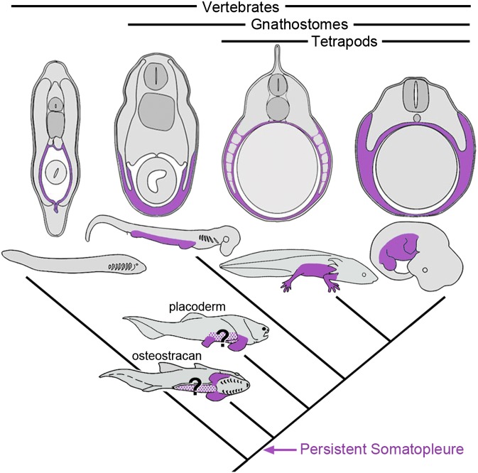 Fig. 6.