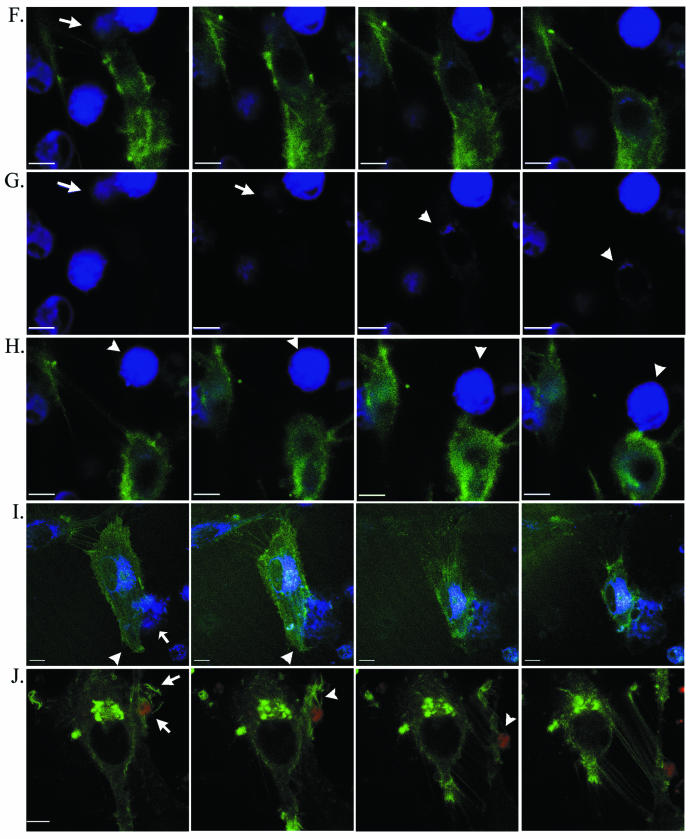 FIG. 4.