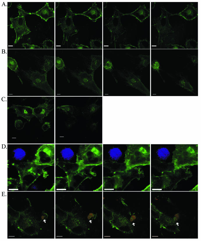 FIG. 4.