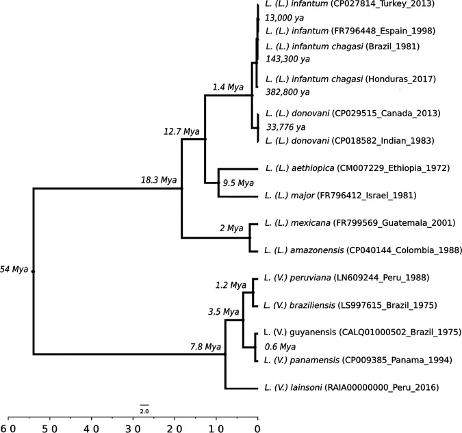 FIG 1