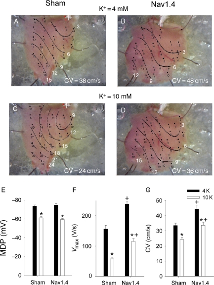 Figure 4