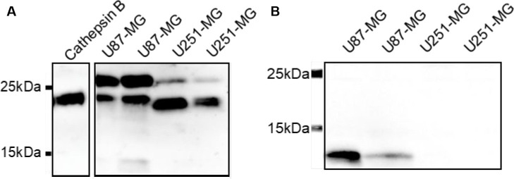 Figure 17