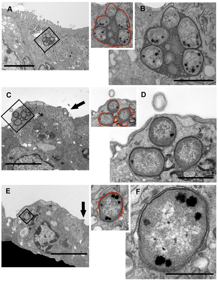 FIG 1 