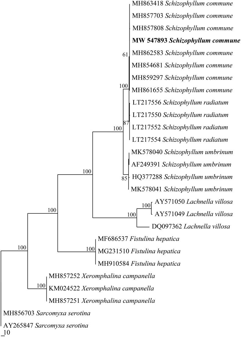 FIGURE 1