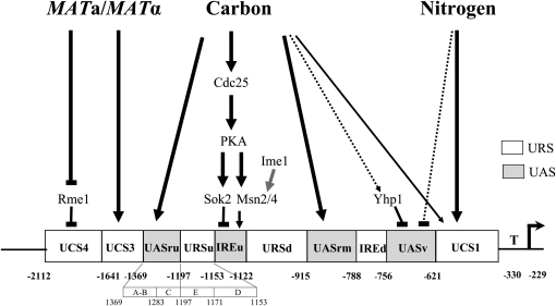 Figure 1.—