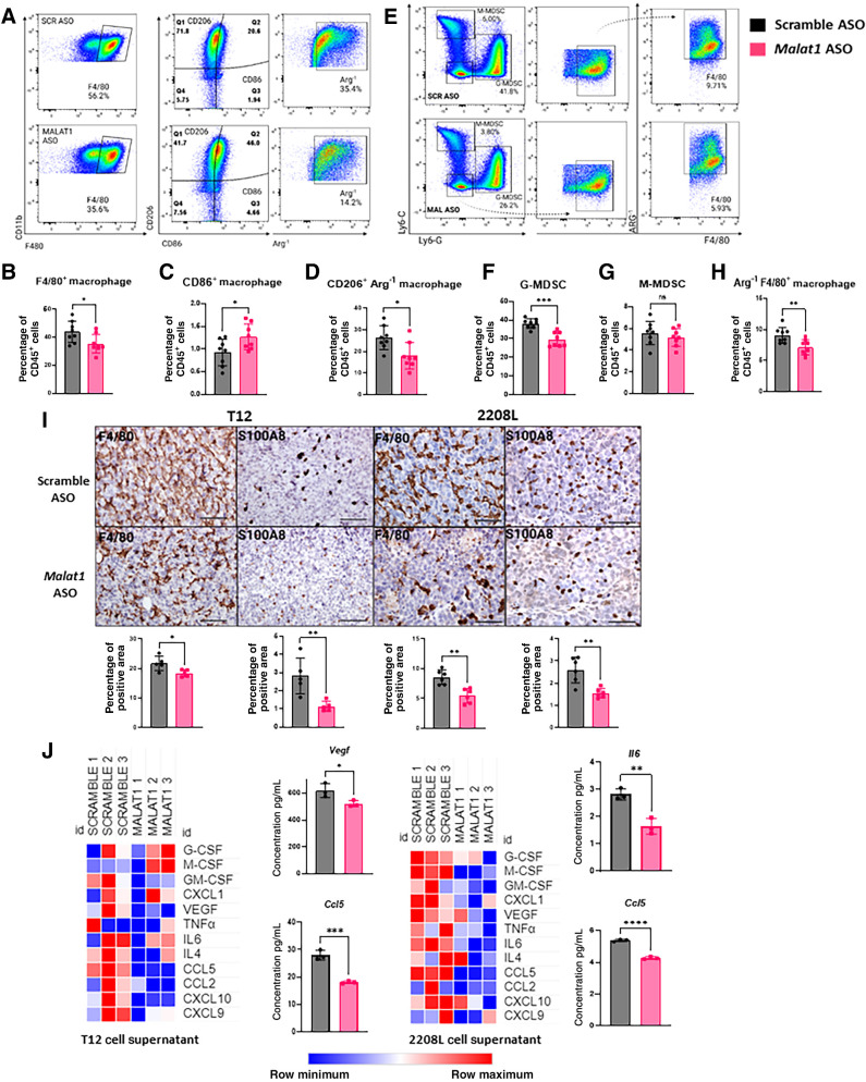 Figure 2. Malat1 inhibition decreases immunosuppressive myeloid cells in the TME. A, Gating strategy was used to identify macrophages in the TILs of T12 tumors using FlowJo 10.8.1. B–D, Flow cytometry quantification of macrophage populations as the percentage of CD45+ cells using GraphPad Prism 9.4.1. Eight tumors used for each treatment group. Error bars represent standard deviation (SD). *, P < 0.05; **, P < 0.01; ***, P < 0.001 using the two-tailed unpaired Student t test. E, Gating strategy used to identify neutrophils in the TILs of 2208 L tumors using FlowJo 10.8.1. F–H, Flow cytometry quantification of myeloid populations as the percentage of CD45+ populations using GraphPad Prism 9.4.1. Error bars represent SD. *, P < 0.05; **, P < 0.01; ***, P < 0.001 using the two-tailed unpaired Student t test. Eight tumors were used in each treatment group. The experiment was performed once with T12 primary tumors and twice with 2208 L primary tumors. I, Representative IHC images of tumor sections stained for F4/80 and S100a8; scale bar, 80 μm. Quantifications of positive area of tumor sections using ImageJ using the geometric mean of up to 3 representative images from each tumor section (n = 5–6 tumors). Error bars represent SD. *, P < 0.05; **, P < 0.01; ***, P < 0.001 using the two-tailed unpaired Student t test. J, Heat map of cytokine/chemokine array of supernatants collected from 2208 L and T12 tumor-derived cell lines after Malat1 knockdown. Quantification of immunosuppressive cytokine/chemokines. Error bars represent SD. *, P < 0.05; **, P < 0.01; ****, P < 0.0001 using the two-tailed unpaired Student t test.