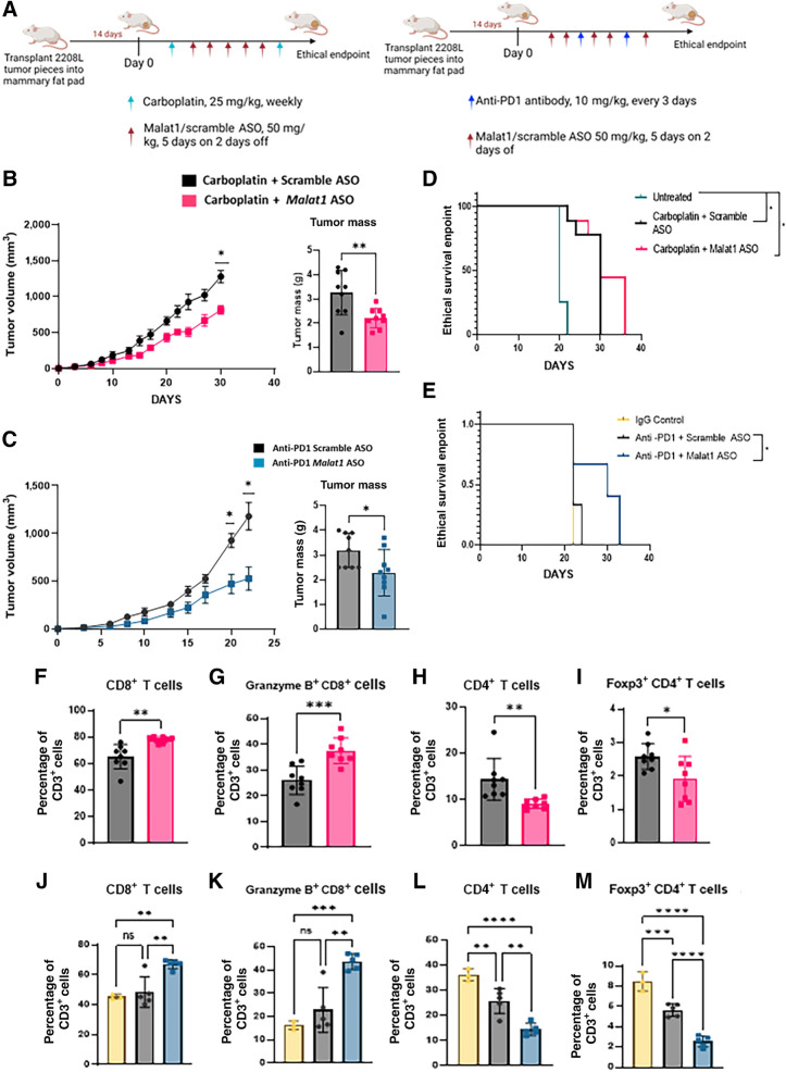 Figure 7. Combination of Malat1 ASO with chemotherapy or ICB improves response in preclinical mouse models. A, Experimental design of combination treatment studies. WT BALB/c mice had 2208 L tumor pieces implanted into the mammary fat pad and were treated with either 25 mg/kg carboplatin and ASO or 10 mg/kg anti-PD1 and ASO, once tumor was palpable (≤50 mm3). B, Tumor growth curves of 2208 L tumors treated with single-agent carboplatin (n = 9) or in combination with Malat1 ASO (n = 9) and comparison of tumor weight after harvest. *, P < 0.05 using mixed effects analysis to account for missing values that occurred when mouse reached ethical endpoint, with the Sidak multiple comparisons test for tumor volumes. The two-tailed unpaired Student t test was used for tumor weights. C, Tumor growth curves of 2208 L tumors treated with single-agent anti-PD1 (n = 9) or in combination with Malat1 ASO (n = 9) and comparison of tumor weight after harvest. *, P < 0.05 using mixed effects analysis with the Sidak multiple comparisons test for tumor volumes and the two-tailed unpaired Student t test for tumor weights. D and E, Kaplan–Meier survivor curves of tumors that reach ethical endpoint (≥1,500 mm3). *, P < 0.05 using a log-rank (Mantel–Cox) test. F–I, Flow cytometry quantification of T cells isolated from single-agent carboplatin (n = 8) and combination of carboplatin and Malat1 ASO (n = 8) as the percentage of CD3+ populations using GraphPad Prism 9.4.1. Error bars represent standard deviation (SD). *, P < 0.05; **, P < 0.01; ***, P < 0.001 using the two-tailed unpaired Student t test. J–M, Flow cytometry quantification of T cells isolated from IgG control (n = 3) single-agent anti-PD1 (n = 5) and combination anti-PD1 and Malat1 ASO (n = 5) as the percentage of CD3+ populations using GraphPad Prism 9.4.1. Error bars represent SD. *, P < 0.05; **, P < 0.01; ***, P < 0.001; ****, P < 0.0001 using one-way ANOVA and Dunnett's multiple comparisons test with an adjusted P value for multiple comparison.