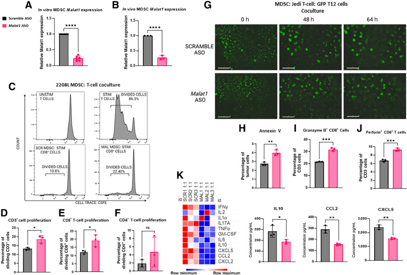 Figure 4. Malat1 inhibition decreases MDSC-immunosuppressive function. A, qPCR analysis of RNA extracted from GR1+ cells, extracted from a 2208 L primary tumor, and cultured in vitro for 72 hours with 250 nmol/L of Scramble/Malat1 ASO displays significant decrease of Malat1 expression in the Malat1 ASO treatment group. Relative fold change based on GAPDH RNA level. Error bars represent standard deviation (SD) ****, P < 0.0001 using the two-tailed unpaired Student t test. B, qPCR analysis of RNA extracted from isolated Gr1+ cells from 2208 L primary tumors after 5 days of subcutaneous ASO treatment displays significant decrease of Malat1 expression in the Malat1 ASO treatment group. Relative fold change based on Gapdh RNA level. Error bars represent SD, ***, P < 0.001 using the two-tailed unpaired Student t test. C, Representative proliferation plots of isolated MDSCs from 2208 L primary tumors cultured with T cells isolated from naïve splenocytes of BALB/c mice and stained with CFSE and activated with CD3/CD28 Dynabeads at 0.5:1 MDSC:T-cell ratio. 25,000 2208 L tumor cells were added to culture to improve MDSC cell viability. Stained unstimulated control and stained stimulated T cells without MDSCs were used to create appropriate gates. D–F, Flow cytometry quantification of CD3+, CD8+, and CD4 + T cells as the percentage of parent population after 72 hours coculture with Malat1-depleted MDSCs. Experimental n = 2. Error bars represent SD, *, P < 0.05 using the two-tailed unpaired Student t test. G, Representative Incucyte images of GFP-labeled T12 tumor-derived cell line cultured with isolated Gr1+ cells isolated from a T12 primary tumor and GFP-specific T cells isolated from the splenocytes of a WT JEDI mouse at a 1:1:1 ratio. A total of 5,000 tumor cells were plated 24 hours before the addition of MDSCs and T cells; scale bar, 800 μm. Images were taken at 0, 48, and 64 hours. H–J, Flow cytometry quantification of Annexin V+ tumor cells and quantification of Granzyme B+ and Perforin+ T cells after 72 hours. Error bars represent SD. *, P < 0.05; **, P < 0.01; ***, P < 0.001 using the two-tailed unpaired Student t test. K, Heat map of cytokine/chemokine array of supernatant collected from cocultures with Malat1-depleted MDSCs, GFP-labeled tumor cells, and GFP-specific T cells at a 1:1 MDSC:T-cell ratio where a total of 5,000 MDSCs and 5,000 T cells were added to wells containing 5,000 GFP-positive tumor cells. Quantification of key immunosuppressive cytokine/chemokines. Error bars represent SD. *, P < 0.05; ***, P < 0.001 using the two-tailed unpaired Student t test.