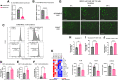 Figure 4. Malat1 inhibition decreases MDSC-immunosuppressive function. A, qPCR analysis of RNA extracted from GR1+ cells, extracted from a 2208 L primary tumor, and cultured in vitro for 72 hours with 250 nmol/L of Scramble/Malat1 ASO displays significant decrease of Malat1 expression in the Malat1 ASO treatment group. Relative fold change based on GAPDH RNA level. Error bars represent standard deviation (SD) ****, P < 0.0001 using the two-tailed unpaired Student t test. B, qPCR analysis of RNA extracted from isolated Gr1+ cells from 2208 L primary tumors after 5 days of subcutaneous ASO treatment displays significant decrease of Malat1 expression in the Malat1 ASO treatment group. Relative fold change based on Gapdh RNA level. Error bars represent SD, ***, P < 0.001 using the two-tailed unpaired Student t test. C, Representative proliferation plots of isolated MDSCs from 2208 L primary tumors cultured with T cells isolated from naïve splenocytes of BALB/c mice and stained with CFSE and activated with CD3/CD28 Dynabeads at 0.5:1 MDSC:T-cell ratio. 25,000 2208 L tumor cells were added to culture to improve MDSC cell viability. Stained unstimulated control and stained stimulated T cells without MDSCs were used to create appropriate gates. D–F, Flow cytometry quantification of CD3+, CD8+, and CD4 + T cells as the percentage of parent population after 72 hours coculture with Malat1-depleted MDSCs. Experimental n = 2. Error bars represent SD, *, P < 0.05 using the two-tailed unpaired Student t test. G, Representative Incucyte images of GFP-labeled T12 tumor-derived cell line cultured with isolated Gr1+ cells isolated from a T12 primary tumor and GFP-specific T cells isolated from the splenocytes of a WT JEDI mouse at a 1:1:1 ratio. A total of 5,000 tumor cells were plated 24 hours before the addition of MDSCs and T cells; scale bar, 800 μm. Images were taken at 0, 48, and 64 hours. H–J, Flow cytometry quantification of Annexin V+ tumor cells and quantification of Granzyme B+ and Perforin+ T cells after 72 hours. Error bars represent SD. *, P < 0.05; **, P < 0.01; ***, P < 0.001 using the two-tailed unpaired Student t test. K, Heat map of cytokine/chemokine array of supernatant collected from cocultures with Malat1-depleted MDSCs, GFP-labeled tumor cells, and GFP-specific T cells at a 1:1 MDSC:T-cell ratio where a total of 5,000 MDSCs and 5,000 T cells were added to wells containing 5,000 GFP-positive tumor cells. Quantification of key immunosuppressive cytokine/chemokines. Error bars represent SD. *, P < 0.05; ***, P < 0.001 using the two-tailed unpaired Student t test.