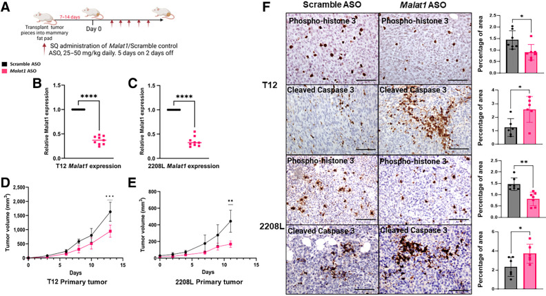 Figure 1. Single-agent Malat1 ASO delays primary tumor growth in the TNBC preclinical mouse model. A, Experimental design of treatment study. WT BALB/c mice had T12 or 2208 L tumor pieces implanted into the mammary fat pad and were treated with either Scramble ASO or Malat1 ASO once tumor was palpable (≤50 mm3). B and C, qPCR analysis of RNA extracted from tumors display significant decrease of Malat1 expression in the Malat1 ASO treatment group. Relative fold change based on Gapdh RNA level. Error bars represent standard deviation (SD), ****, P < 0.0001 using the two-tailed unpaired Student t test. D and E, Tumor growth curves of T12 and 2208 L mice treated with Scramble ASO (n = 9) and Malat1 ASO (n = 9). Data points represented as the mean ± SD. **, P < 0.01; ***, P < 0.001 by two-way ANOVA and Sidak's multiple comparisons test. Treatment studies were performed once in T12 tumor and twice in 2208 L tumors. F, Representative IHC images of tumor sections stained for Phospho-histone 3 and Cleaved Caspase 3; scale bar, 80 μm. Quantifications of positive area of tumor sections using ImageJ using the geometric mean of 3 representative images from each tumor section, 6–7 tumor sections were used for each treatment group. Error bars represent SD, ****, P < 0.0001 using the two-tailed unpaired Student t test.