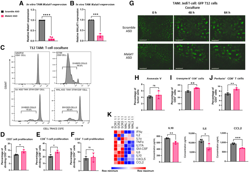 Figure 3. Malat1 inhibition decreases TAM-immunosuppressive function. A, qPCR analysis of RNA extracted from TAMs extracted from a T12 primary tumors and cultured in vitro for 72 hours with 250 nmol/L ASO of Scramble/Malat1 ASO displays significant decrease of Malat1 RNA expression in the Malat1 ASO treatment group. Relative fold change based on Gapdh RNA level. Error bars represent standard deviation (SD), ****, P < 0.0001 using the two-tailed unpaired Student t test. Data are representative of 3 independent experiments. B, qPCR analysis of RNA extracted from isolated TAMs extracted from a T12 primary tumor after 5 days of subcutaneous treatment displays significant decrease of Malat1 expression in the Malat1 ASO treatment group. Relative fold change based on Gapdh RNA level. Error bars represent SD, ***, P < 0.001 using the two-tailed unpaired Student t test. C, Representative proliferation plots of isolated TAMs from T12 primary tumors cultured with T cells collected from naïve splenocytes of BALB/c mice and stained with CFSE and activated with CD3/CD28 Dynabeads at 0.5:1 TAM:T-cell ratio. Stained unstimulated control and stained stimulated T cells without TAMs were used to create appropriate gates. D–F, Flow cytometry quantification of CD3+, CD8+, and CD4 + T cells after 72 hours coculture with Malat1-depleted TAMs as the percentage of parent population. Experimental n = 3. Error bars represent SD, *, P < 0.05 using the two-tailed unpaired Student t test. G, Representative Incucyte images of the GFP-labeled T12 tumor-derived cell line cultured with isolated TAMs from a T12 primary tumor and GFP-specific T cells isolated from the splenocytes of a WT JEDI mouse at a 1:1:1 ratio. A total of 5,000 tumor cells were plated 24 hours before the addition of TAMs and T cells; scale bar, 800 μm. Images were taken at 0, 48, and 64 hours. Experimental n = 2. H and I, Flow cytometry quantification of Annexin V+ tumor cells and quantification of Granzyme B+ and Perforin+ T cells after 72 hours. Error bars represent SD. *, P < 0.05; **, P < 0.01; ***, P < 0.001 using the two-tailed unpaired Student t test. K, Heat map of cytokine/chemokine array of supernatant collected from cocultures with Malat1-depleted TAMs, GFP-labeled tumor, and GFP-specific T cells at a 1:1 TAM:T-cell ratio, where 25,000 TAMs and 25,000 T cells were added to wells containing 5,000 GFP positive tumor cells. Quantification of key immunosuppressive cytokine/chemokines. Error bars represent SD. *, P < 0.05; **, P < 0.01; ***, P < 0.001 using the two-tailed unpaired Student t test.