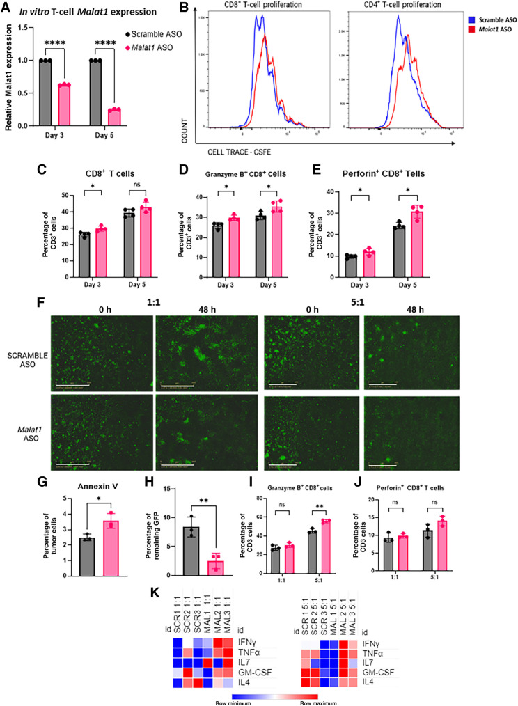 Figure 6. Malat1 inhibition in T cells increases proliferation and cell cytotoxicity. A, qPCR analysis of RNA extracted from T cells isolated from splenocytes from a WT BALB/c mouse cultured in vitro for 3–5 days in 500 nmol/L of Scramble/Malat1 ASO display significant decrease of Malat1 expression in the Malat1 ASO treatment group. Relative fold change based on Gapdh RNA level. Experimental n = 3. Error bars represent standard deviation (SD). ****, P < 0.0001 using the two-tailed unpaired Student t test. B, Representative proliferation plot of T cells isolated from splenocytes from a WT BALB/c mouse stained with CFSE and activated with CD3/CD28 Dynabeads for 72 hours. C–E, Flow cytometry quantification of CD8+, Granzyme B+ and Perforin+ T cells after 3 and 5 days. Data are representative of at least 2 independent experiments. Error bars represent SD. *, P < 0.05; **, P < 0.01 using the multiple Student t tests and the Holm–Šídák method for multiple comparisons. F, Representative Incucyte images of T cells isolated from the splenocytes of a WT JEDI mouse and GFP-labeled T12 tumor cell line at a 1:1 and 5:1 E:T ratio; scale bar, 800 μm. Image was taken at 0 and 48 hours. Experimental n = 3. G, Flow cytometry quantification of residual Annexin V+ tumor cells at the 1:1 effector ratio. Error bars represent SD. *, P < 0.05 using the two-tailed unpaired Student t test. H, Remaining GFP signal of 5:1 T-cell:tumor cell cocultures. The percentage was calculated by dividing the total green object integrated intensity (GCU x μm2/image) at 48 hours by the starting green object–integrated intensity (GCU × μm2/image) × 100. GFP signal calculated using Incucyte S3. Error bars represent SD, **, P < 0.01 using the two-tailed unpaired Student t test. I and J, Flow cytometry quantification of Granzyme B+ and Perforin+ T cells after 48 hours. Error bars represent SD. *, P < 0.05; **, P < 0.01, using the multiple Student t tests and the Holm–Šídák method for multiple comparisons. J, Heat map of cytokine/chemokine array of supernatant collected from cocultures with Malat1-depleted Jedi T cells.