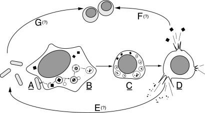 Fig. 5.