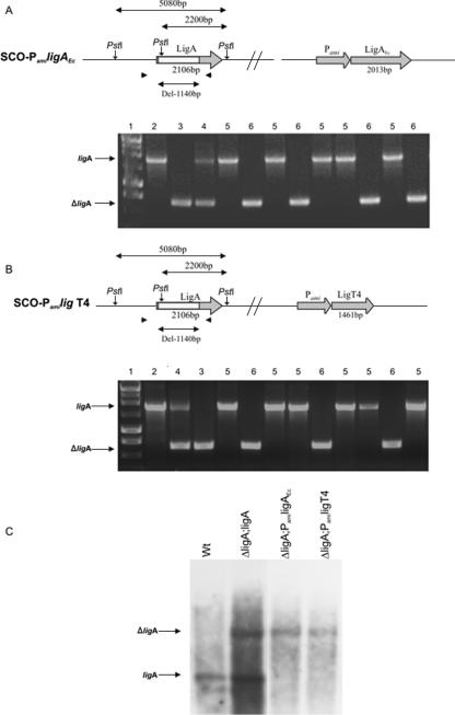 FIG. 3.